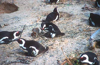 Boulders Beach penguin colony 3