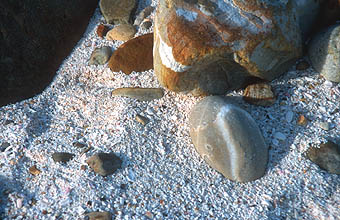 Cape Town Cape of Good Hope Nature Reserve beach sand