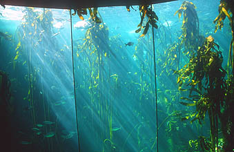 Cape Town Waterfront Two Oceans Aquarium kelp forest