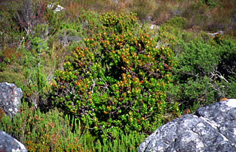 Cape Town vegetation on Table Mountain 3