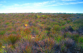 Cape Town vegetation on the flat top of Table Mountain