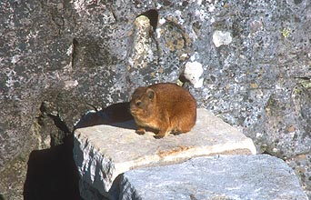 Dassie or rock hyrax on Table Mountain