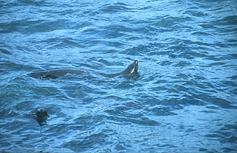 Hout Bay boat trip to Duiker Seal Island 3