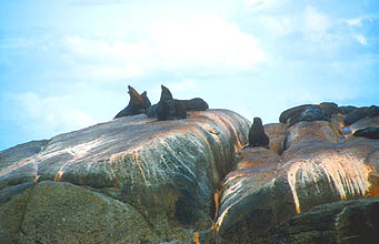 Hout Bay boat trip to Duiker Seal Island 4