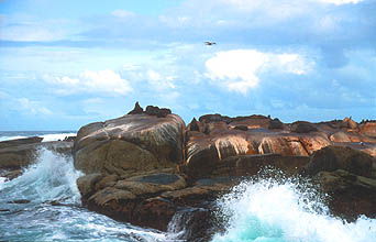 Hout Bay boat trip to Duiker Seal Island 5