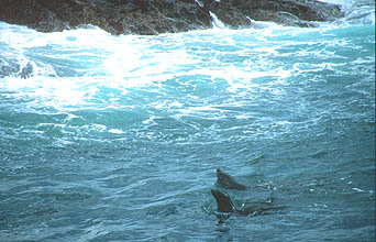 Hout Bay boat trip to Duiker Seal Island 6